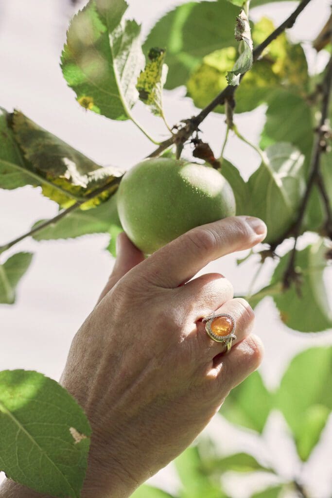 Maine apple picking